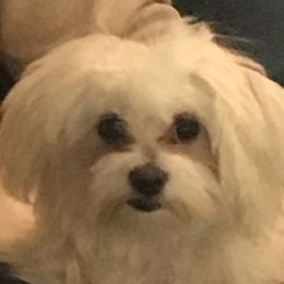 Ratchet - Maltese