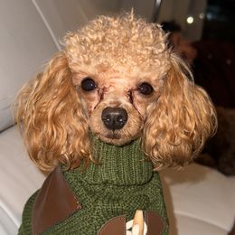 SirLee - Assorted Doodle Crosses