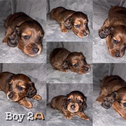 Dachshund Puppies from Bendita Kennels