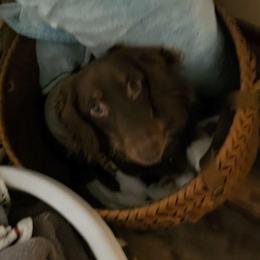Gus - Dachshund