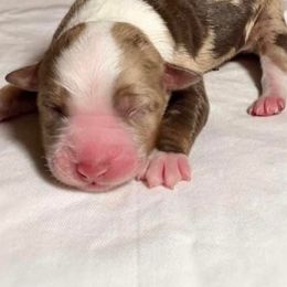 Australian Shepherd Puppies from Saddle Creek Australian Shepherds