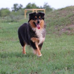 Australian Shepherd and Miniature Australian Shepherd Puppies from Sassy Lil Aussies