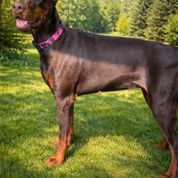 Envy - Doberman Pinscher