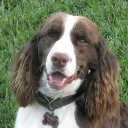 Baylor - English Springer Spaniel