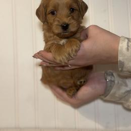 Goldendoodle Puppies from Hollywood Doodles