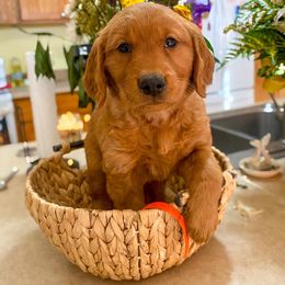 Golden Retriever Puppies from Red Prairie Retrievers