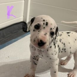 Dalmatian Puppies from Hallmark Dalmatians;