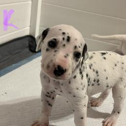 Dalmatian Puppies from Hallmark Dalmatians;