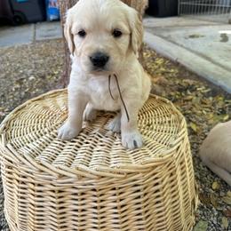 Golden Retriever Puppies from Wishaw Whisky Golden Retrievers