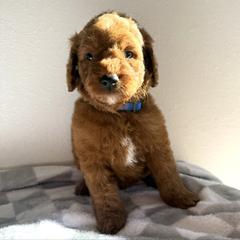 Boy 2 - Red male Irish Doodle puppy in Bloomfield, Iowa from Schooley Doodles