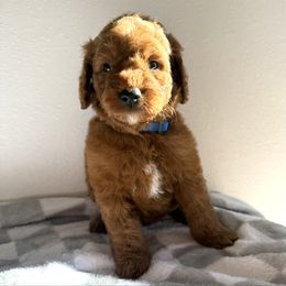 Boy 2 - Red male Irish Doodle puppy in Bloomfield, Iowa from Schooley Doodles