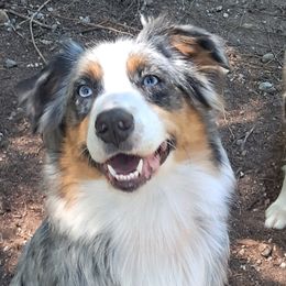 Timber - Australian Shepherd