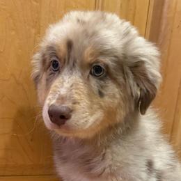 Superman - Red merle male Australian Shepherd puppy in East Hartford, Connecticut from CT Aussies