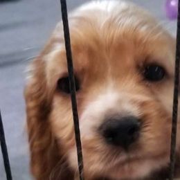 Cocker Spaniel puppies from Cuddle Bug's Cocker Spaniels