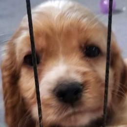 Cocker Spaniel puppies from Cuddle Bug's Cocker Spaniels