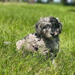 Cosmos - Blue merle male Aussiedoodle puppy in Columbia Falls, Montana from Firefly Aussies & Aussiedoodles
