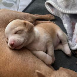 Dolly - Fawn and white female Chihuahua puppy in High Point, North Carolina from Most Treasured Chihuahuas