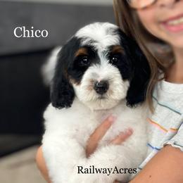 Chico-Petite - Parti male Goldendoodle puppy in Milford, Indiana from Railway Acres Kennel