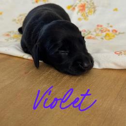 Violet - Black female Dachshund puppy in Staley, North Carolina from Langley Farms Dachshunds