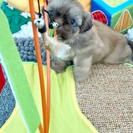 Shih Tzu Puppies from Arizona Sunrise Shih Tzus