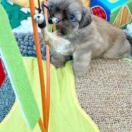 Shih Tzu Puppies from Arizona Sunrise Shih Tzus