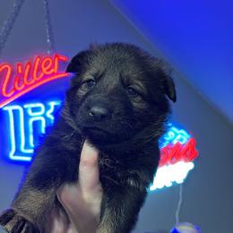 Diosa - Sable female German Shepherd puppy in Knowlton Township, New Jersey from Augenblick Kennels