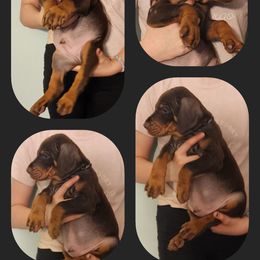 Black - Red and rust Doberman Pinscher puppy in Michie, Tennessee from JSG Dobermanns