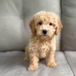 Franklin - Brown male Bernedoodle puppy in Goldsboro, North Carolina from The Grantham House
