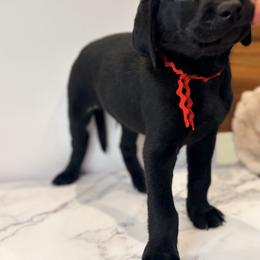 Red Collar Black Male - Black female Labrador Retriever puppy in Gainesville, Georgia from Rucker Retrievers
