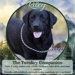 Riley - Turnkey Companion (Trained) - Black male Labrador Retriever puppy in Fair Oaks, California from Twisted Ranch Retrievers