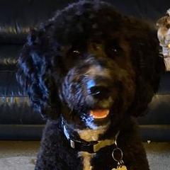 Saint Berdoodles from Redfern St. Berdoodles