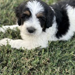 Bernedoodle Puppies from Salty Point Doodles