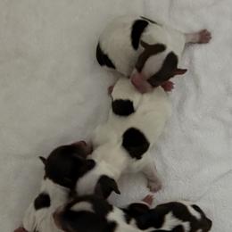 Phillip AKC - Chocolate, tan and white male Yorkshire Terrier puppy in Labelle, Florida from Chocolate and Parti Yorkies in Florida