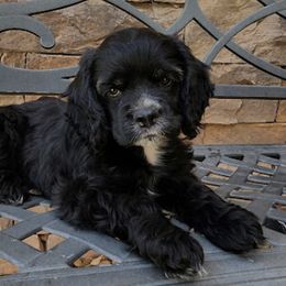 Cocker Spaniels from Breezeway Cockers