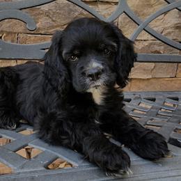 Cocker Spaniels from Breezeway Cockers