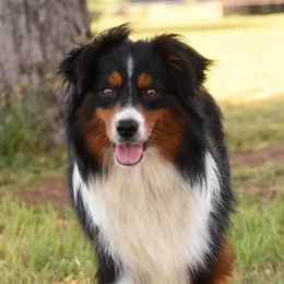 Madonna  - Toy Australian Shepherd
