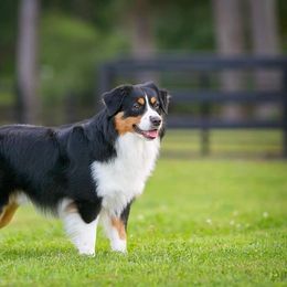 Miniature American Shepherd All Grown Up from RayneMaker Miniature American Shepherds