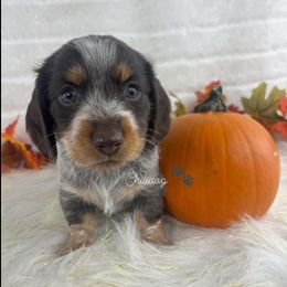 Dachshund Puppies from Chilidog Dachshunds