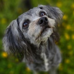 ZuZu - Havanese