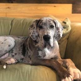 Great Dane Puppies from Anderson Blau’s Great Danes