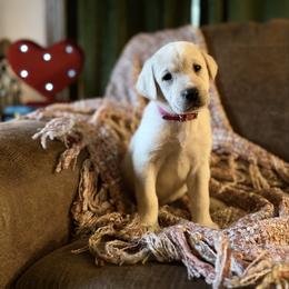 Sweetie - Yellow female Labrador Retriever puppy in Sweet Home, Oregon from Knotty Creek Labradors