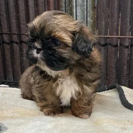 Mickey - Gold male Shih Tzu puppy in Pleasant Shade, Tennessee from Kuntry Tyme Shih Tzus