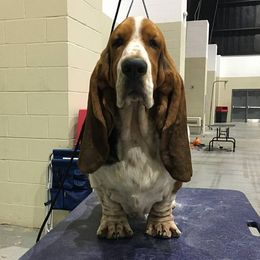 Beagles from Blueskies Hounds