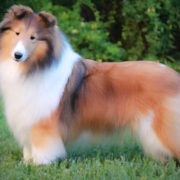Annie - Shetland Sheepdog