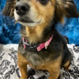 Assorted Doodle Crosses, Bernedoodles, Cavalier King Charles Spaniels, Cavapoos, Chihuahuas, and Poodles from Designer K9's