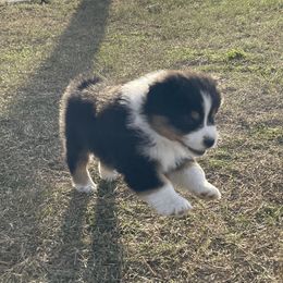 Australian Shepherd Puppies from South Ridge Aussies