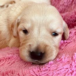 Amber - Light golden female Golden Retriever puppy in Blackfoot, Idaho from Ivy’s Goldens