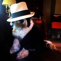 Tibetan Terrier All Grown Up from Kham Ra Tibetans