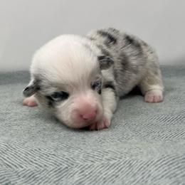 Ash - Blue merle and white male American Corgi puppy in Waco, Texas from The Comma Corgis