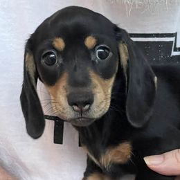 Dachshunds from Maguren Puppies